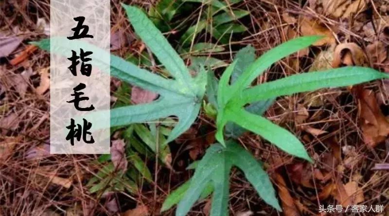 客家人煮汤有哪些草药,梅州客家煲汤药材根