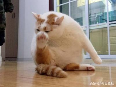 猫咪已经有虫了怎么驱虫,如何给家里有虫的猫咪驱虫