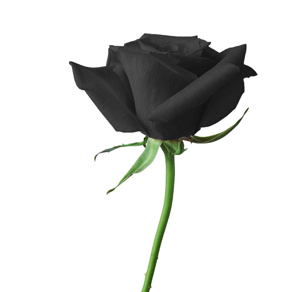 荔枝玫瑰花的花语,黑色玫瑰花的花语