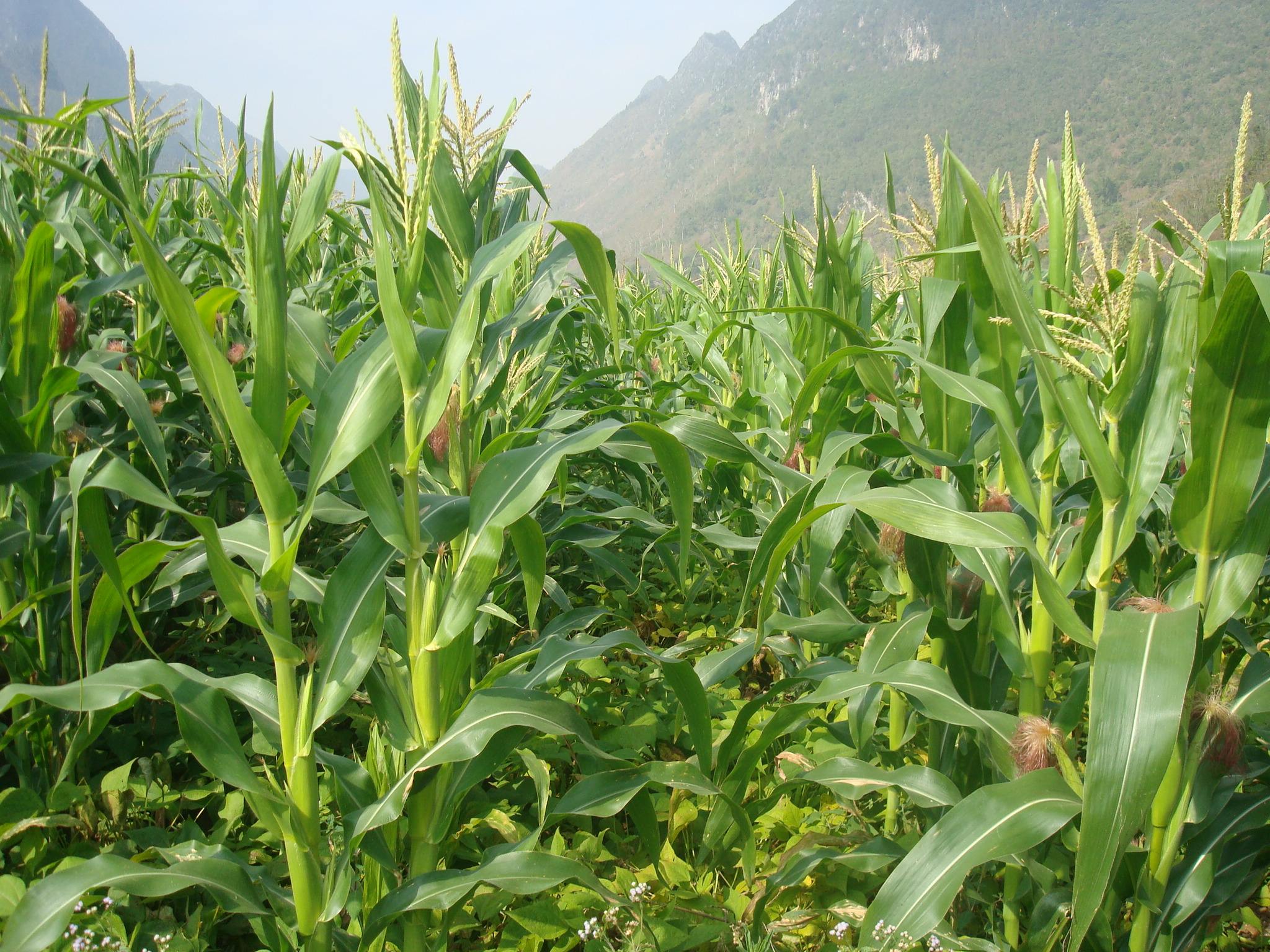 进口大豆价格预计6月下跌还是涨,当前国产大豆什么价格了