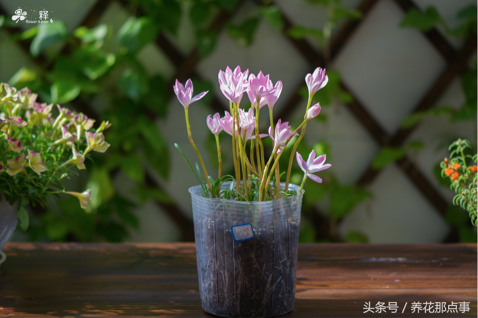 哪些花容易养又容易开花,这3种花漂亮又好养1年能开300多天