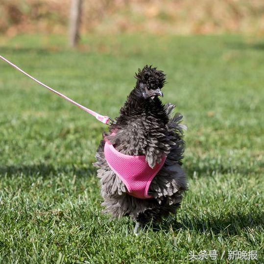 越来越多人养鸡当宠物，还有人卖鸡尿布发财了……