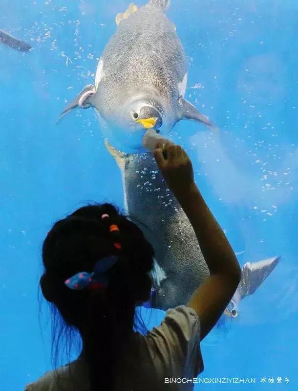 哈尔滨极地公园极地馆时间,哈尔滨极地公园和极地馆区别