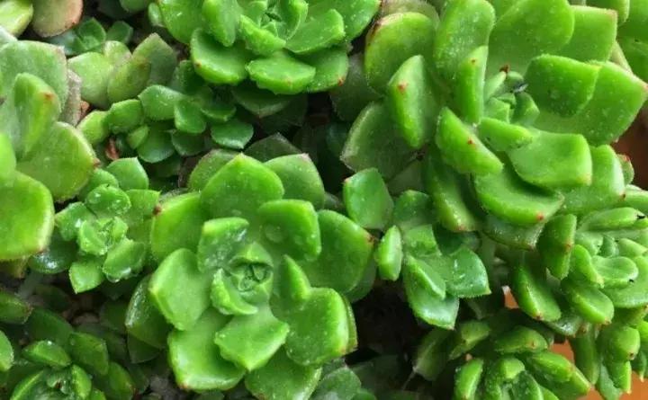 这些小东西不赶紧杀，一夜把花全啃成猪头，肠子都要悔青了！