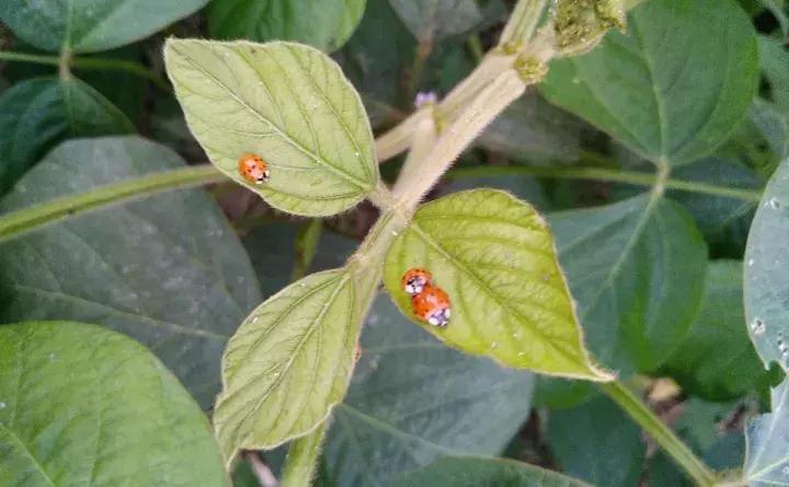 这些小东西不赶紧杀，一夜把花全啃成猪头，肠子都要悔青了！