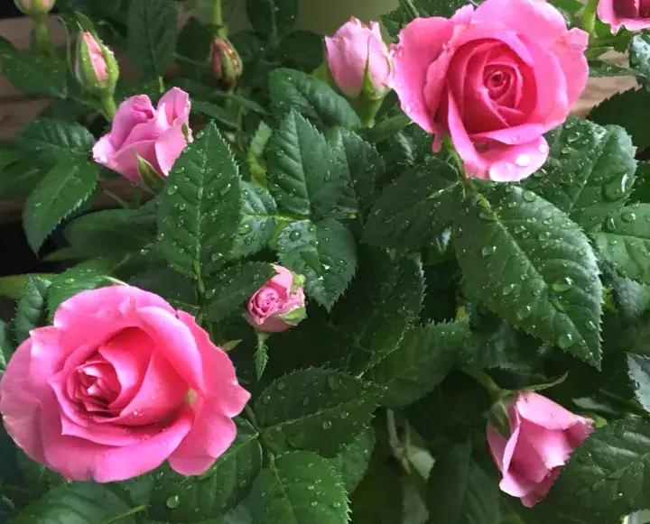 这些小东西不赶紧杀，一夜把花全啃成猪头，肠子都要悔青了！