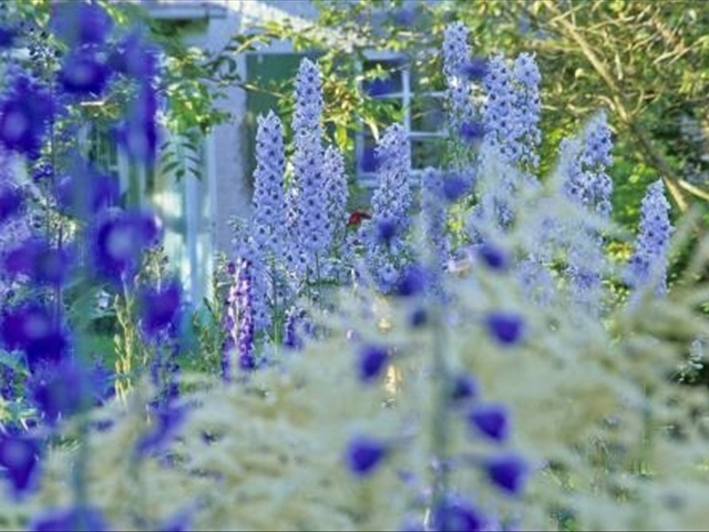 飞燕草几月种适合,小花飞燕草开花后需要修剪吗
