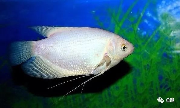 新手鱼缸开缸要打氧多久,新手鱼缸需要多大