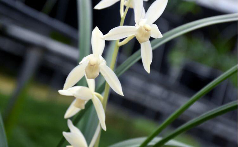 兰花怎么让花色艳丽,兰花的花色如何选择好看