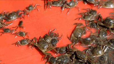 正宗阳澄湖大闸蟹到底长啥样,正宗阳澄湖大闸蟹到底什么样子