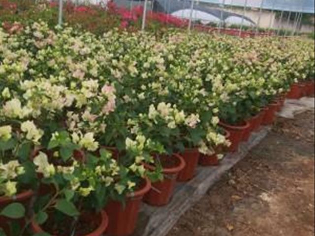 中国红三角梅叶子发卷吗,三角梅干的叶子发卷怎么办