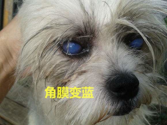 狗狗第一针疫苗是预防什么病的,狗狗几岁开始掉牙该怎么预防