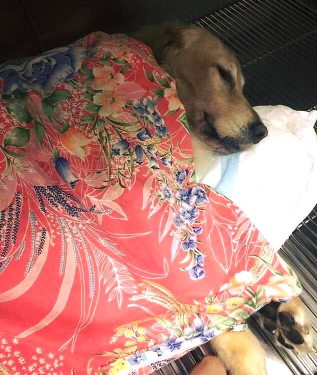 狗狗生病不吃不喝喂什么补充营养,泰迪狗狗生病的各种症状以及疗法