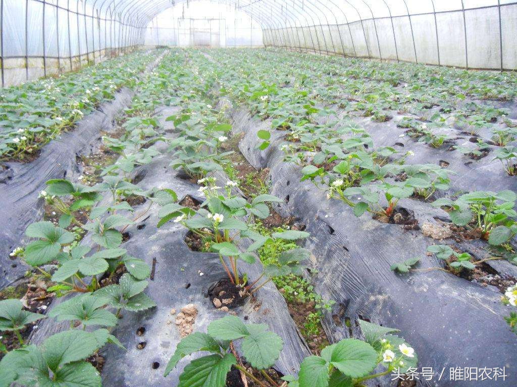 死苗的土种草莓,家种草莓死苗原因及防治