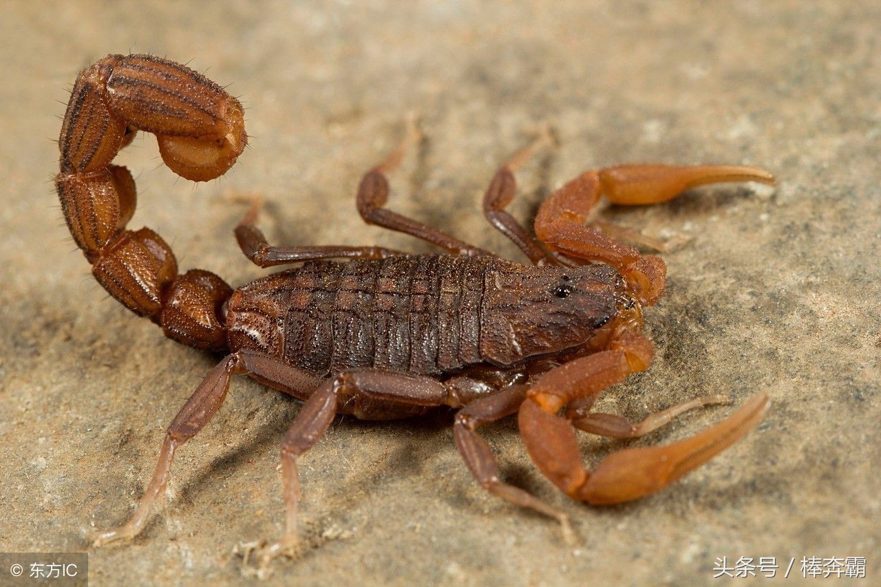 森林里容易咬人的小虫子有哪些,国内常见会咬人的昆虫图片