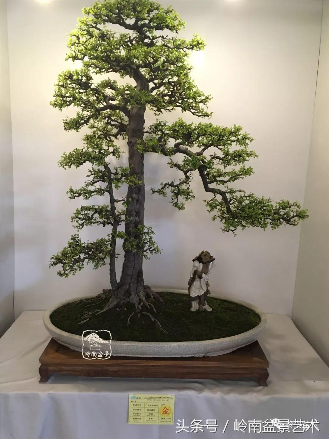 玩盆景穷三年,玩盆景就没空玩了