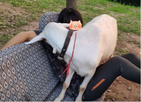 我们救的那几只狍子，全世界最美