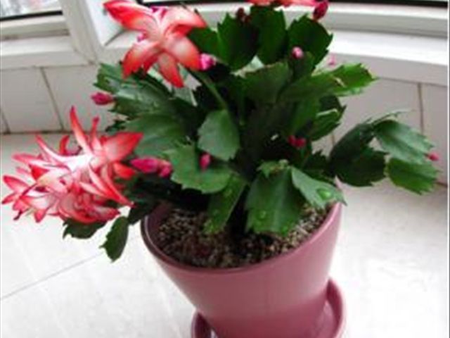 如何把蟹爪兰养得又直又壮,养蟹爪兰有两个诀窍