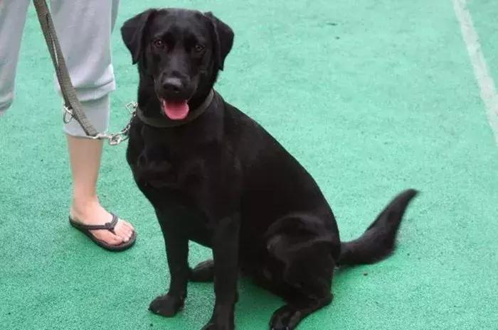 拉布拉多不养了怎么办,拉布拉多不护主人