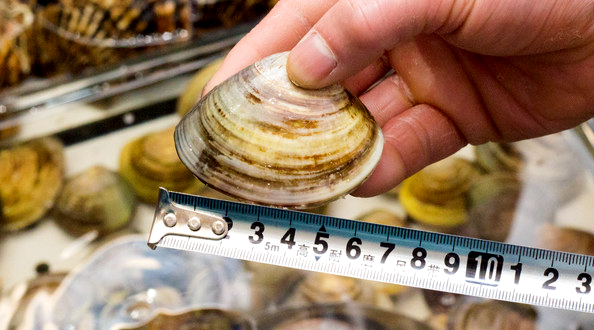 海边贝类种类,各种贝类的名称