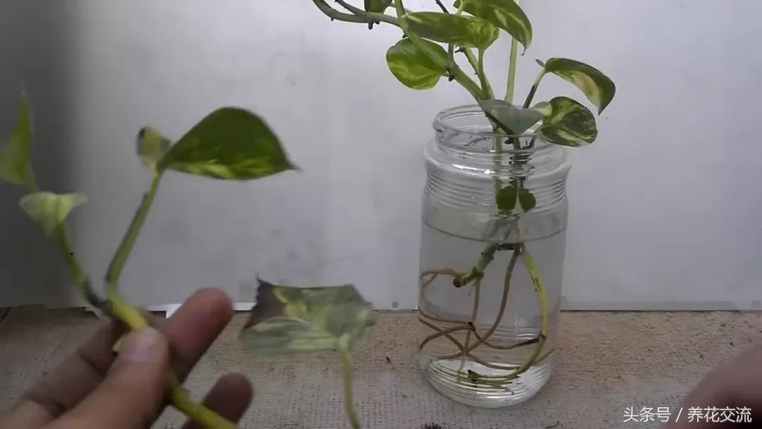 花卉绿萝的培养方法和技巧图片,绿萝繁殖最简单的方法图解