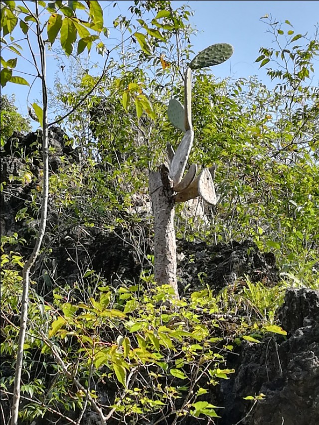 贵州自驾游旅游攻略自由行,贵州环省自驾旅游攻略
