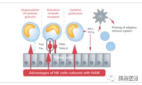非特殊类型T细胞淋巴瘤,非霍奇金型t细胞淋巴瘤
