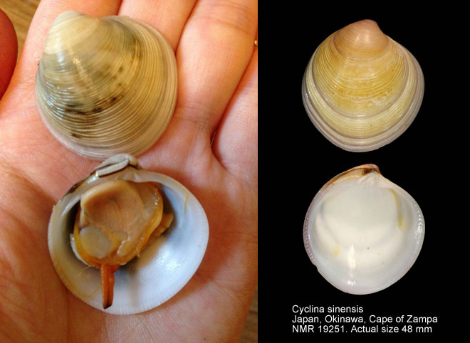 海边贝类种类,各种贝类的名称