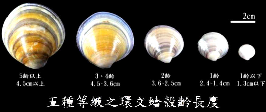 海边贝类种类,各种贝类的名称