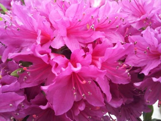 杜鹃花根茎腐烂是怎么回事,杜鹃花根部生虫怎么治