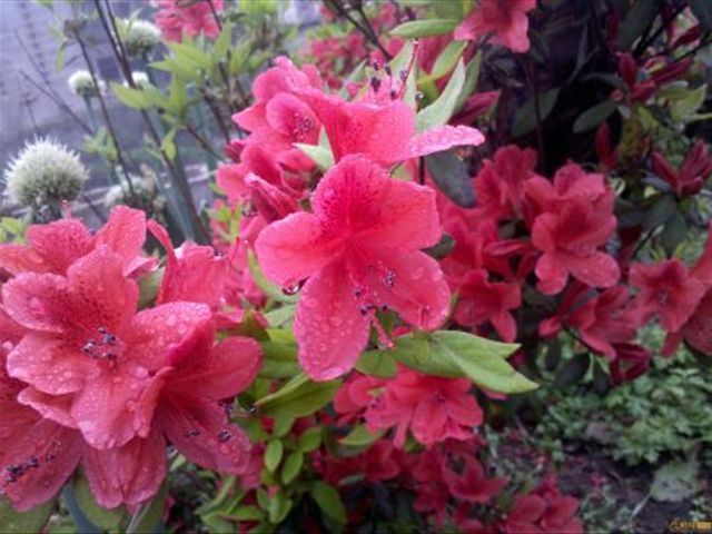 杜鹃花根茎腐烂是怎么回事,杜鹃花根部生虫怎么治