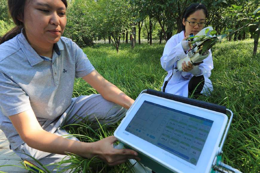 国槐、白蜡、“京草”……充满京味儿的北京“土著植物”基地长啥样