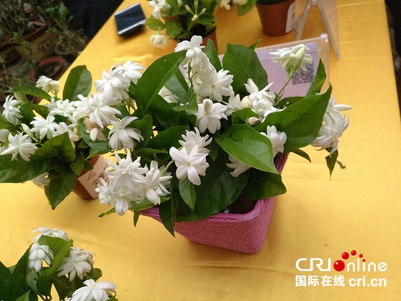 茉莉花之乡广西横县经济,广西南宁横县茉莉花之乡