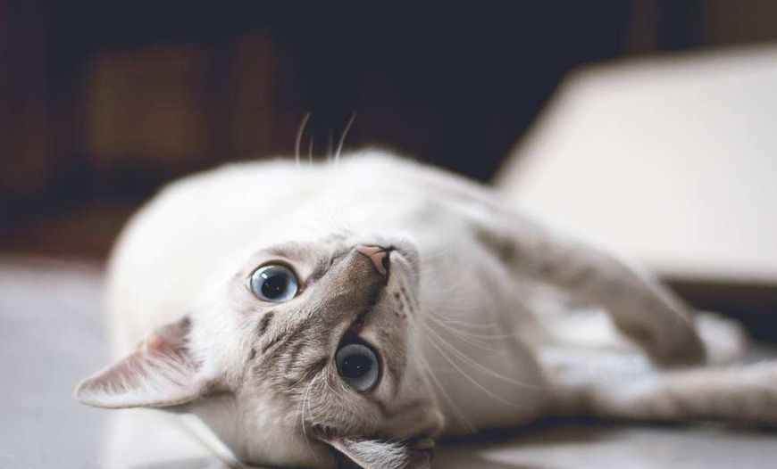 如何清理猫毛?资深铲屎官教你四个方法,治标又治本