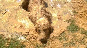 一只六个月的大金毛,大金毛是成精了吗竟然长这么大