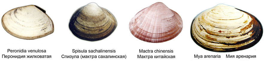 海边贝类种类,各种贝类的名称