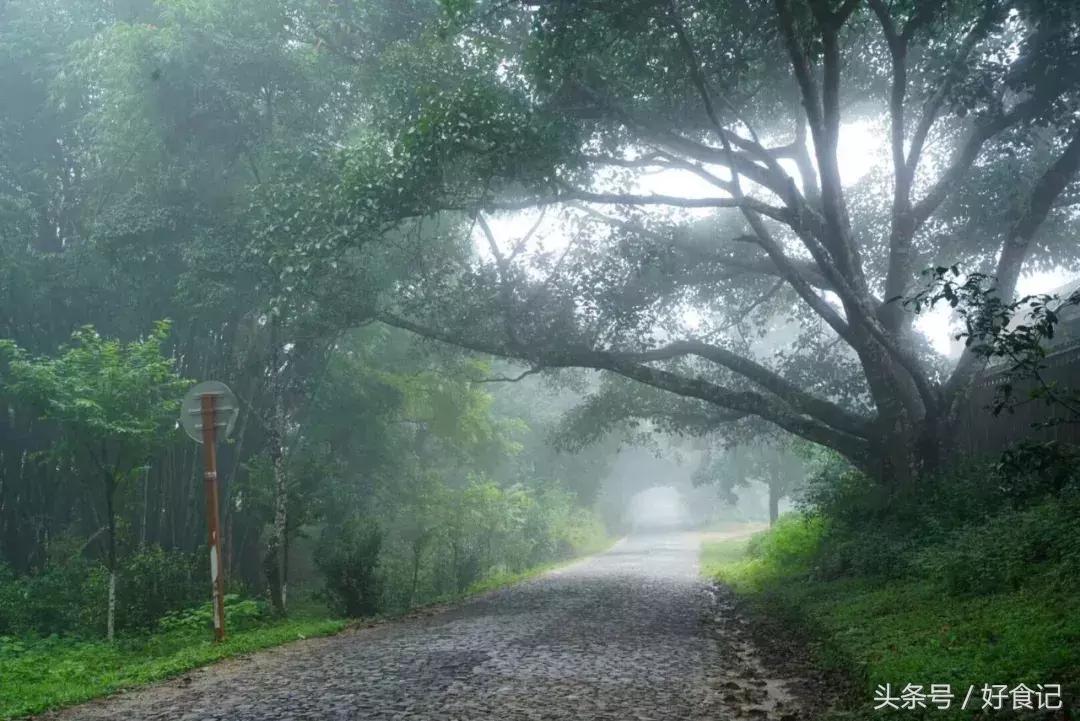 全世界最好的古树茶园,景迈山古茶园有几片