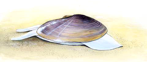 海边贝类种类,各种贝类的名称