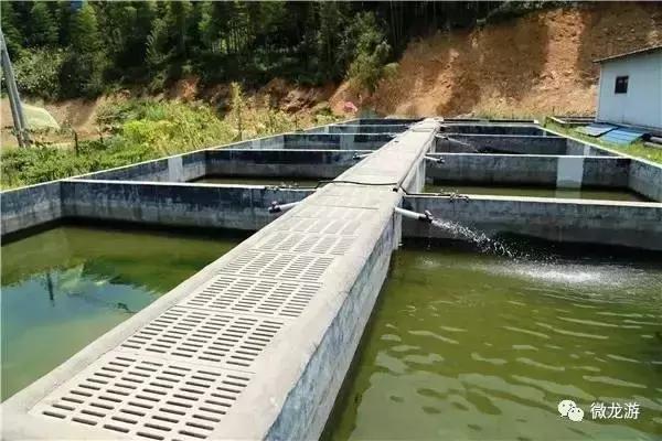 一亩养殖石斑鱼的利润是多少呢,养1万斤淡水石斑鱼盈利大概多少