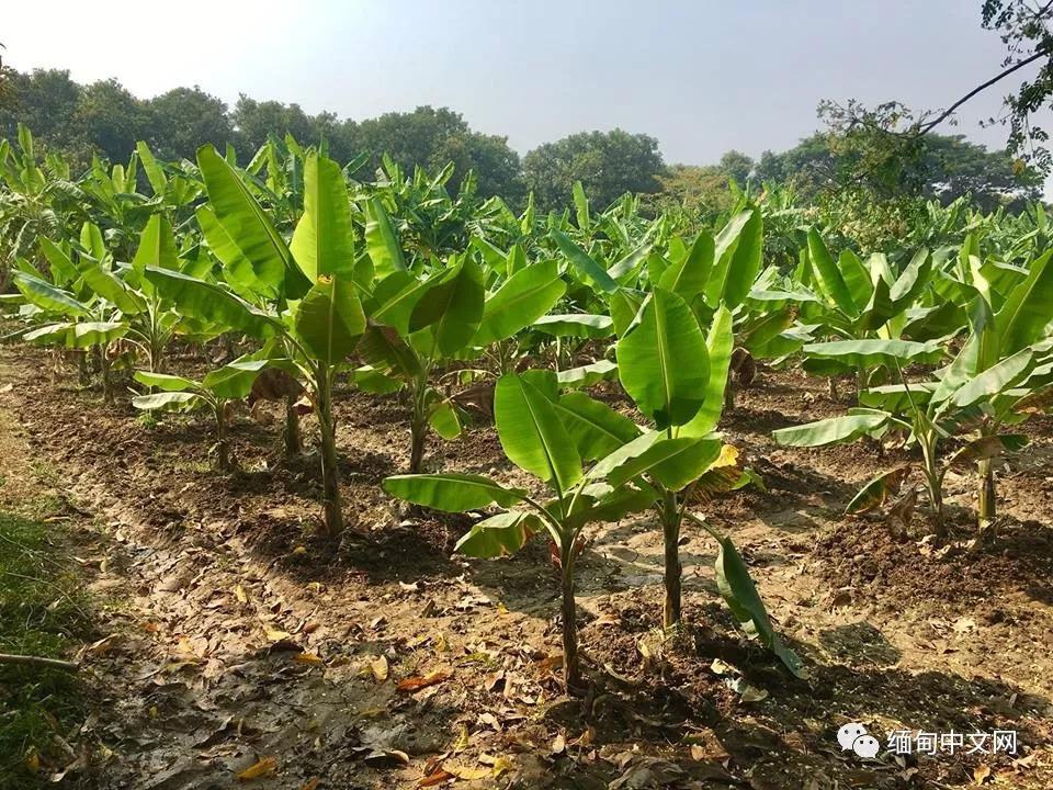 去缅甸拉香蕉危险吗,中国司机去缅甸拉香蕉怎么办手续