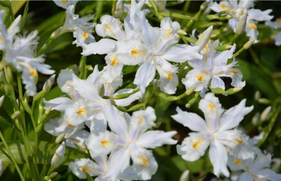 资生堂的红腰子能消除泛红吗,资生堂的红腰子能改善暗沉吗