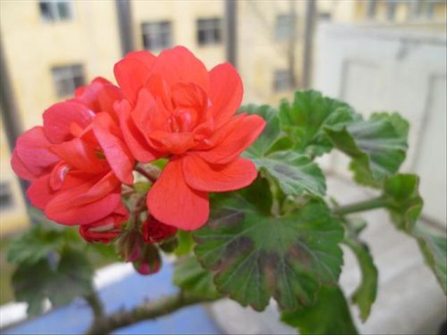 天竺葵病害一半叶枯萎,天竺葵常见的病虫害及防治方法