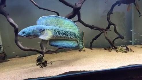 高端热带观赏鱼排行榜金龙鱼,龙鱼热带鱼价格表和品种