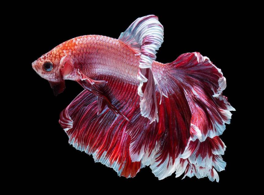 斗鱼观赏鱼繁殖过程,观赏斗鱼繁殖全过程