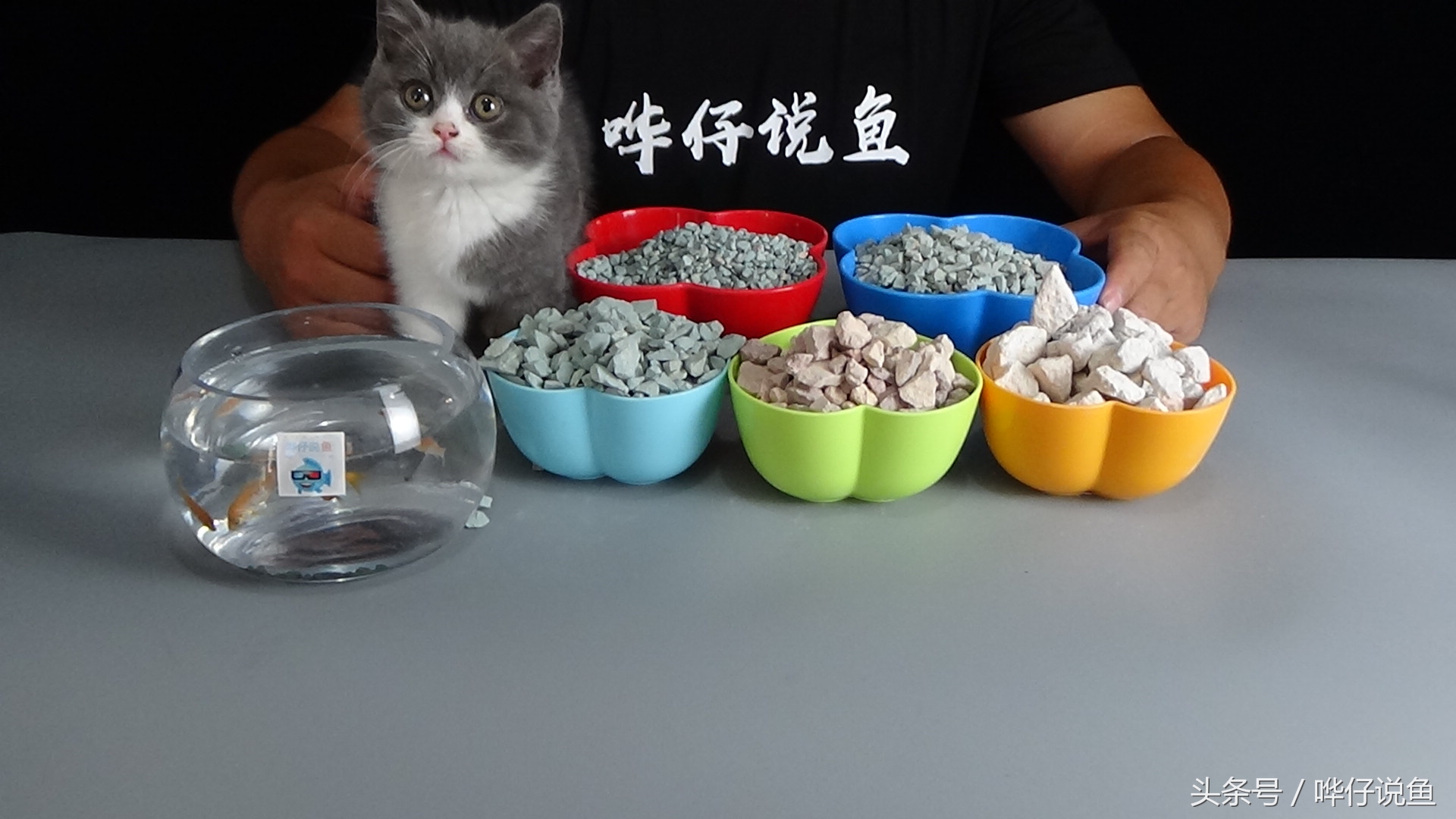 怎么才能养活锦鲤,新手如何把锦鲤养好