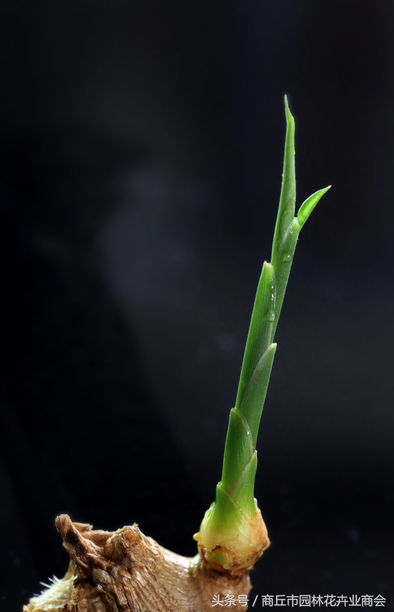 盆栽生姜到时候是不是必须挖起来,盆栽生姜如何才能高产