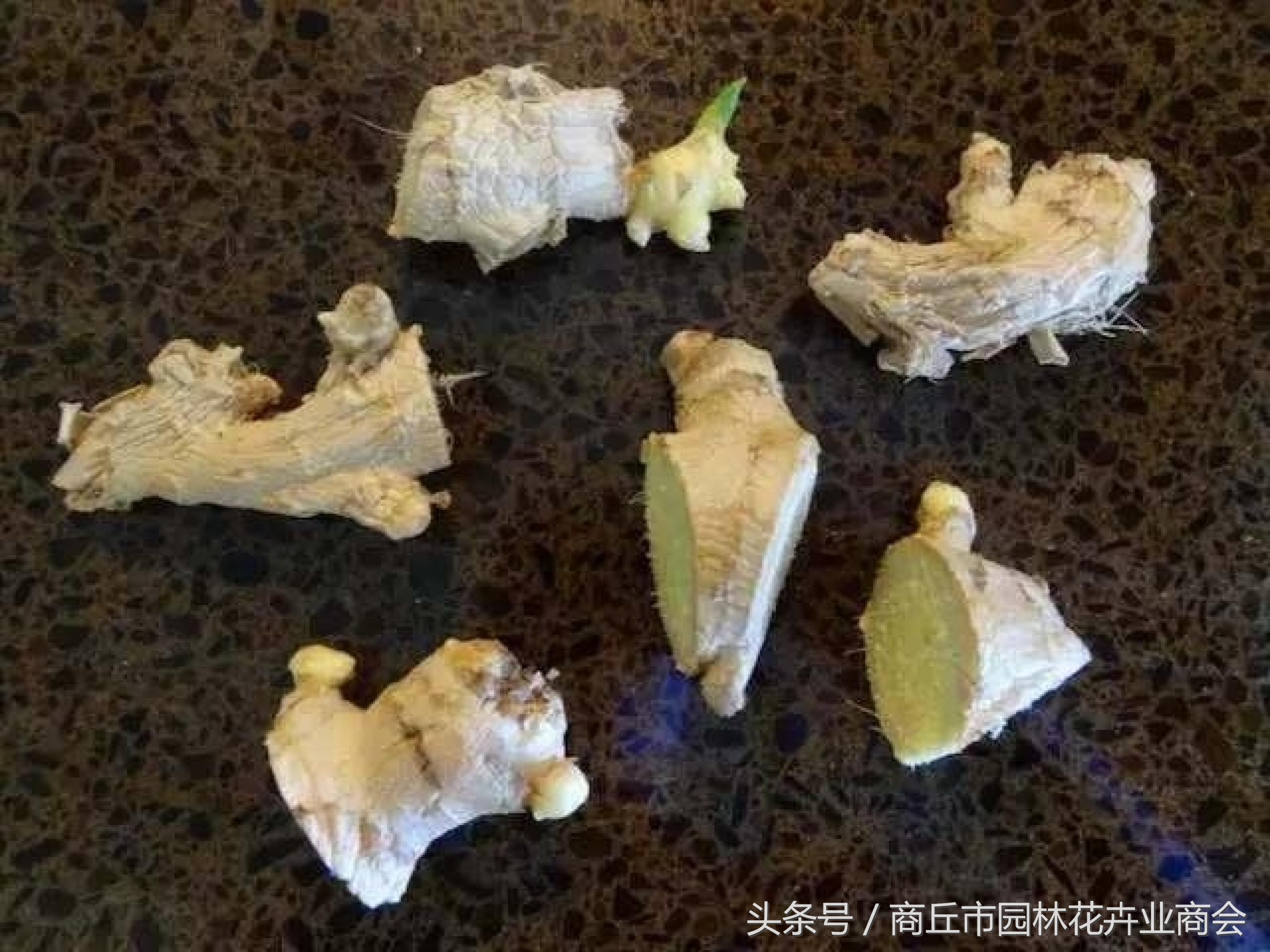 盆栽生姜到时候是不是必须挖起来,盆栽生姜如何才能高产