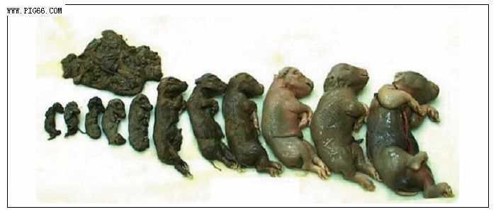 根据母猪产的死胎颜色判断疾病,母猪产下来死胎腐烂是什么原因