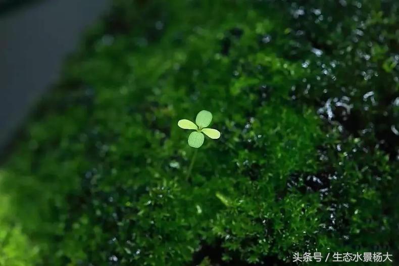 自己动手做水陆缸需要多少钱,第一次做缸视频教程