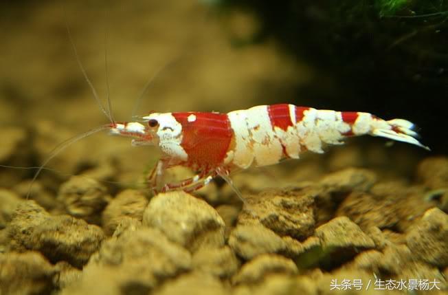 不伤虾的杀蓝藻方法,不伤稻田虾除纤毛虫的药